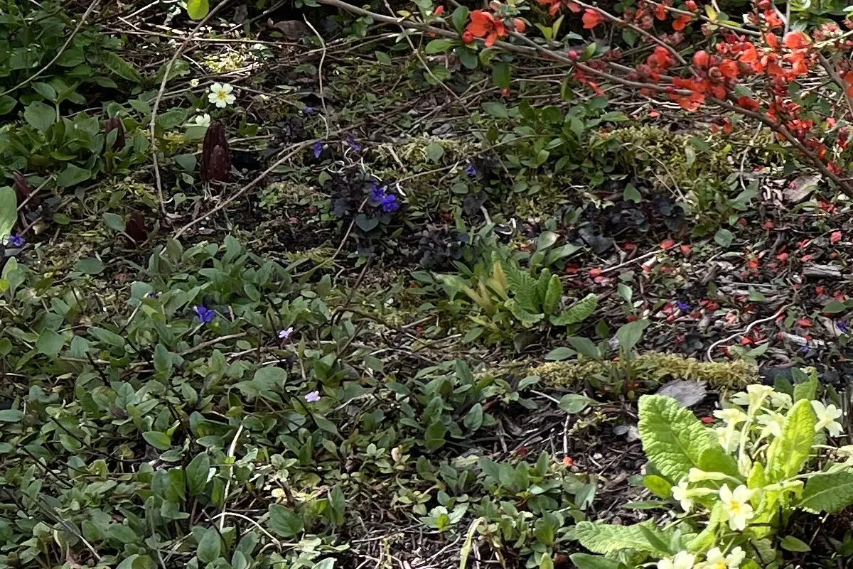 Prunella grandiflora 'Freelander'