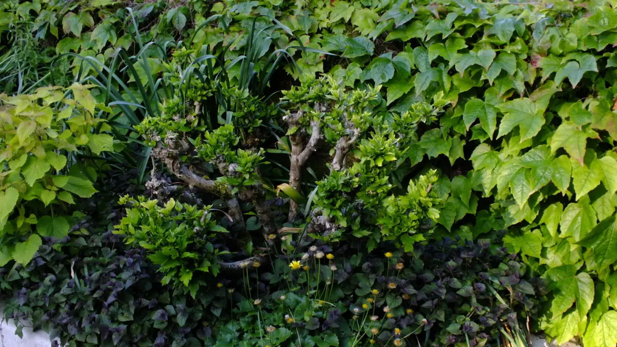 Viola labradorica au pied des Hibiscus et de la Vigne-vierge