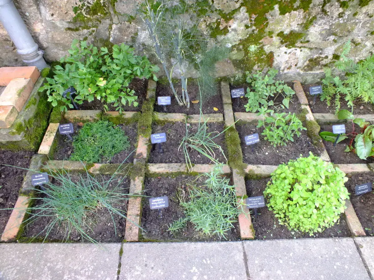 Origanum 'Thumble's Variety' parmi les aromatiques