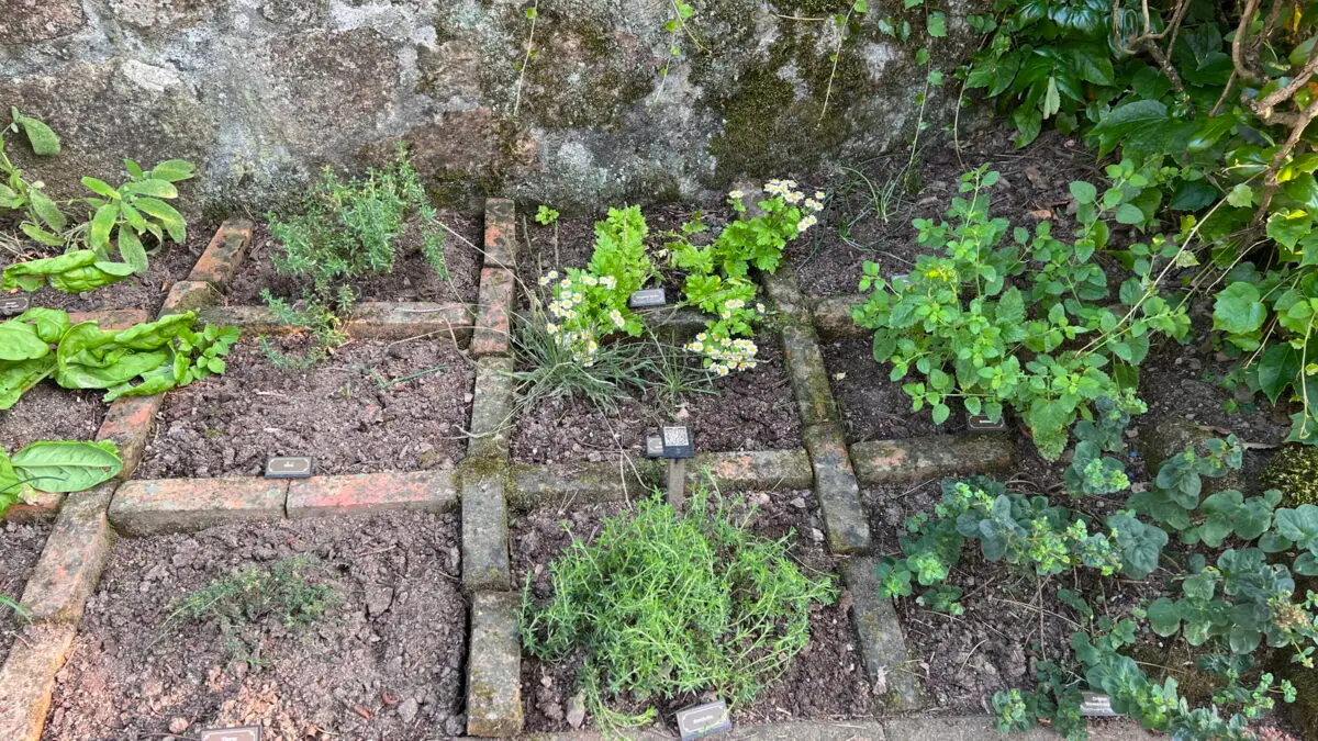 Origanum 'Rosenkuppel' parmi les aromatiques, en bas à droite