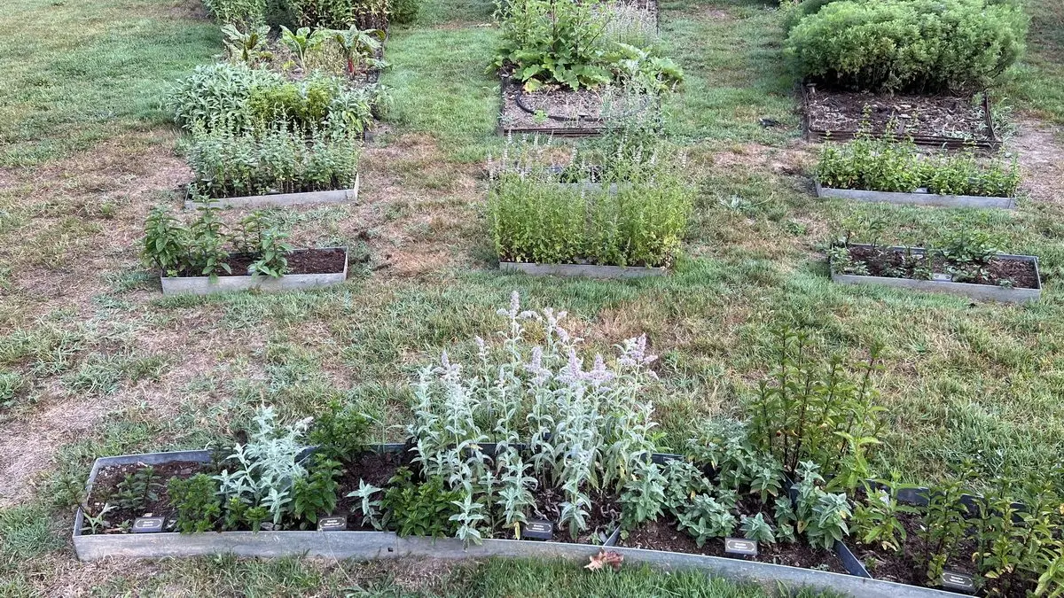 L'espace menthes dans le Jardin Gourmand accueille la menthe 'Bergamote'