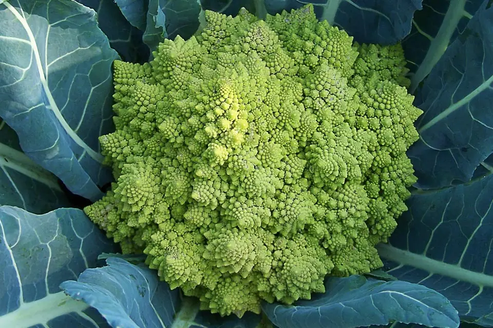 Chou romanesco