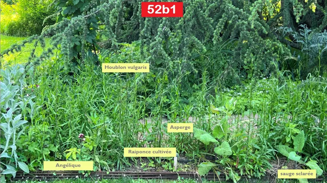 Campanula rapunculus, la campanule raiponce aux côtés d'autres légumes dans le potager perpétuel.