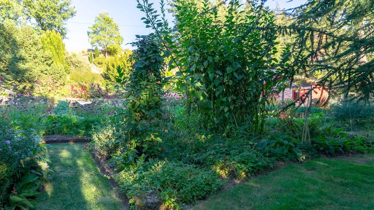 Apios americana au potager perpétuel