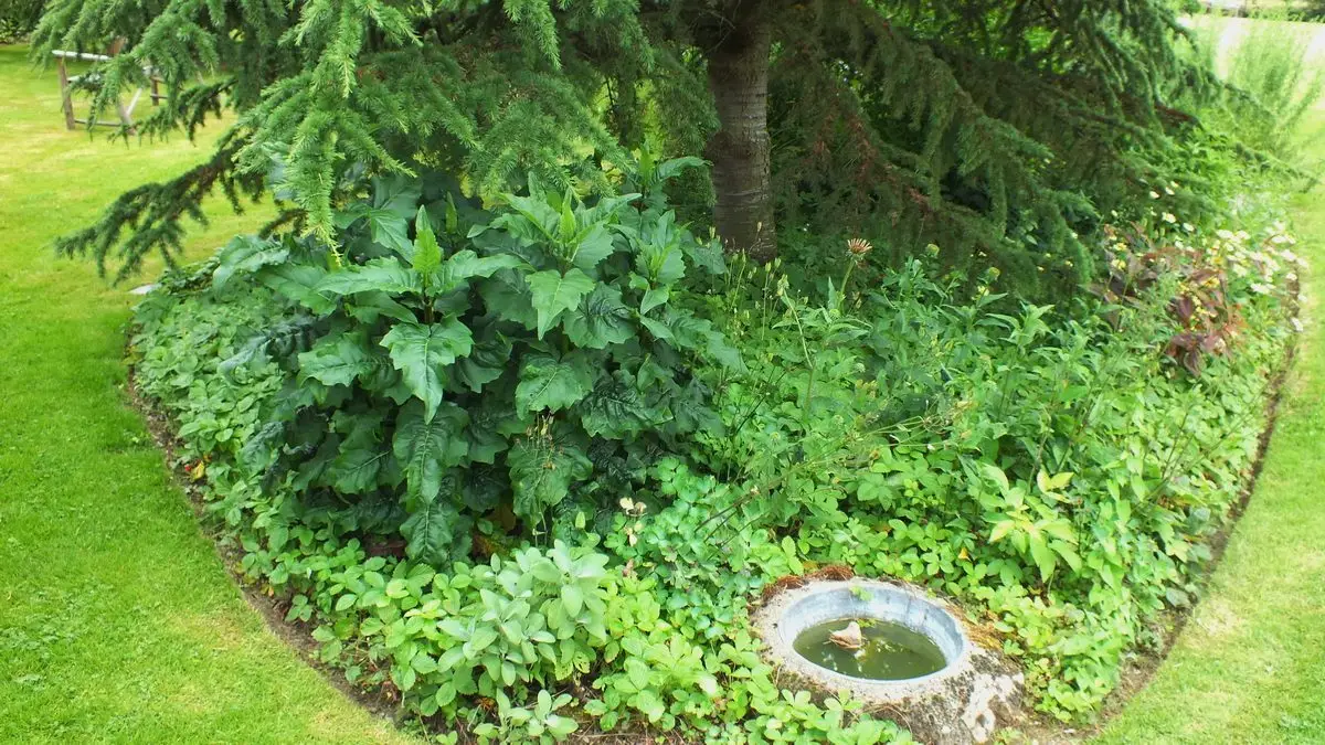 Silphium perfoliatum