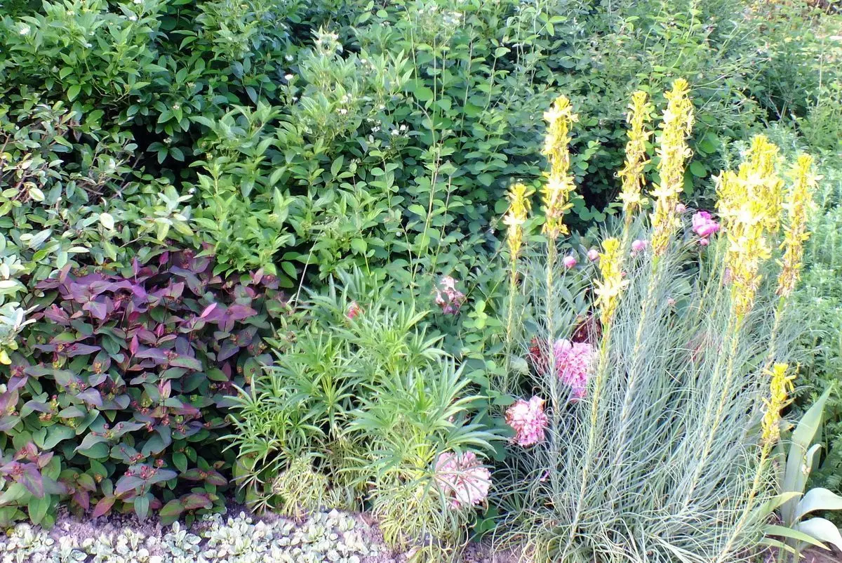 Asphodeline lutea, l'asphodèle jaune, dans le bosquet du potager