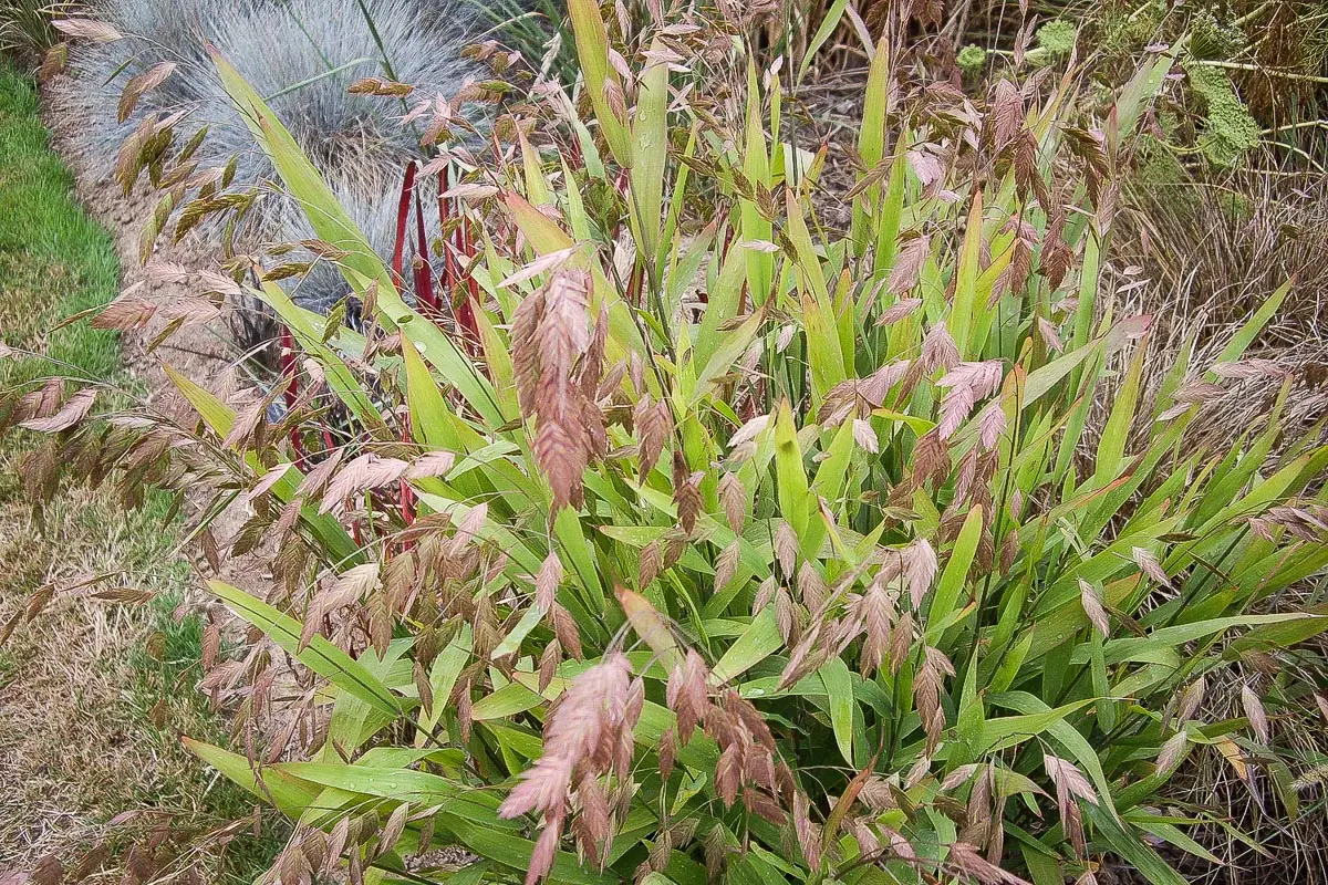 Chasmanthium latifolium