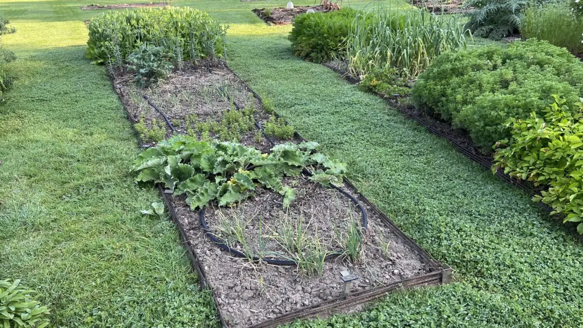 La grande bardane dans le potager de Charlemagne