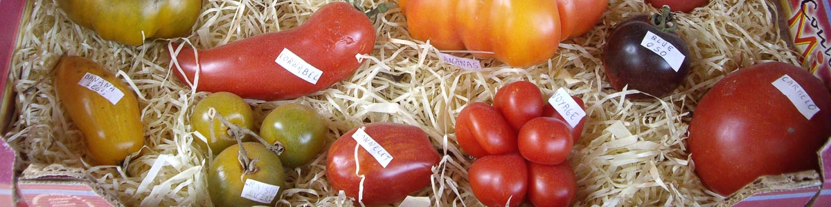 La ronde des tomates