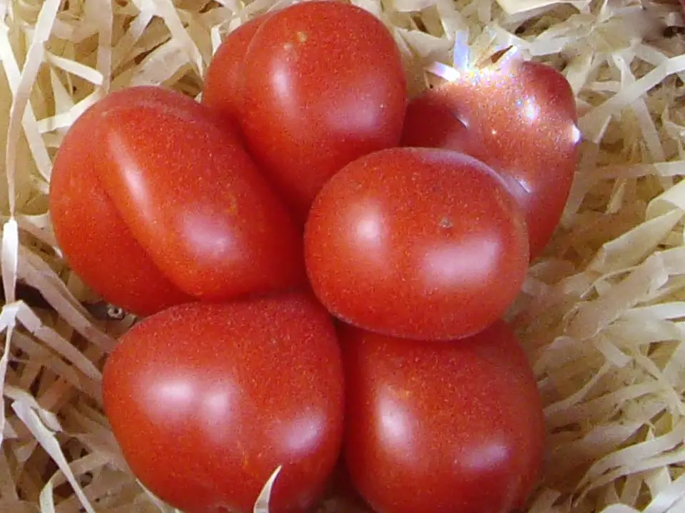 Tomate du voyageur