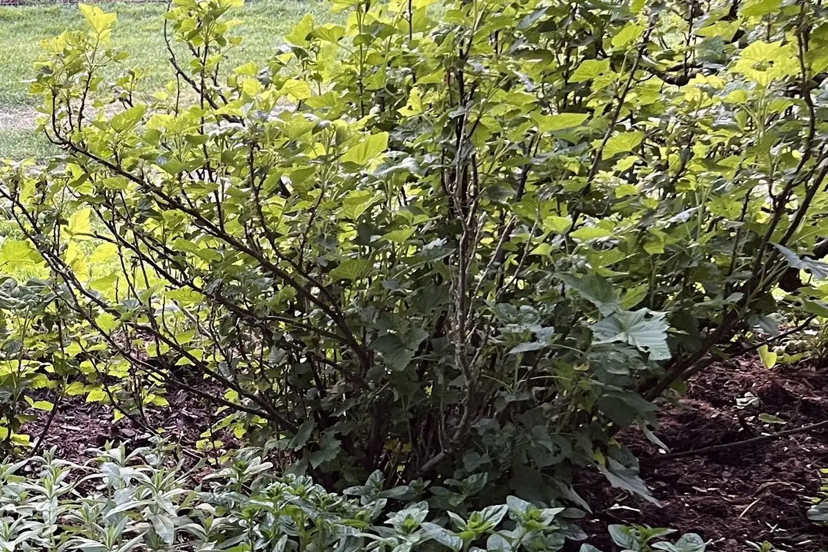 Ribes nigrum 'Géant de Boskoop'