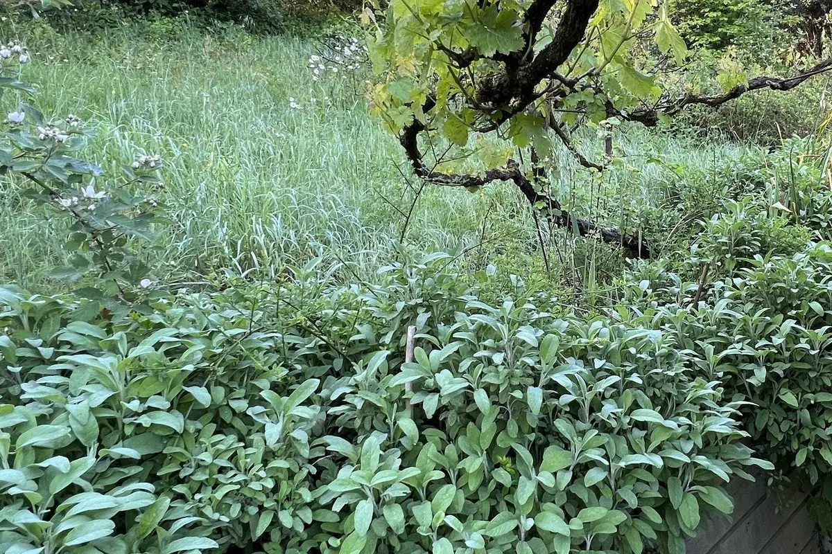Salvia officinalis