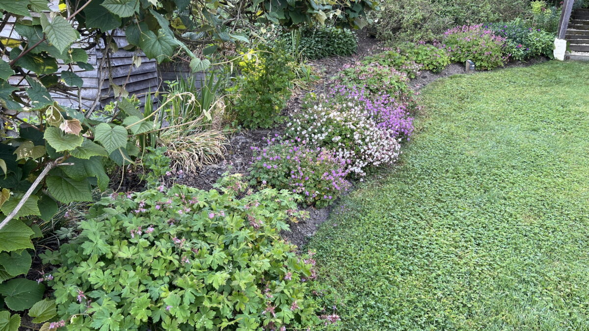 Geranium macrorrhizum