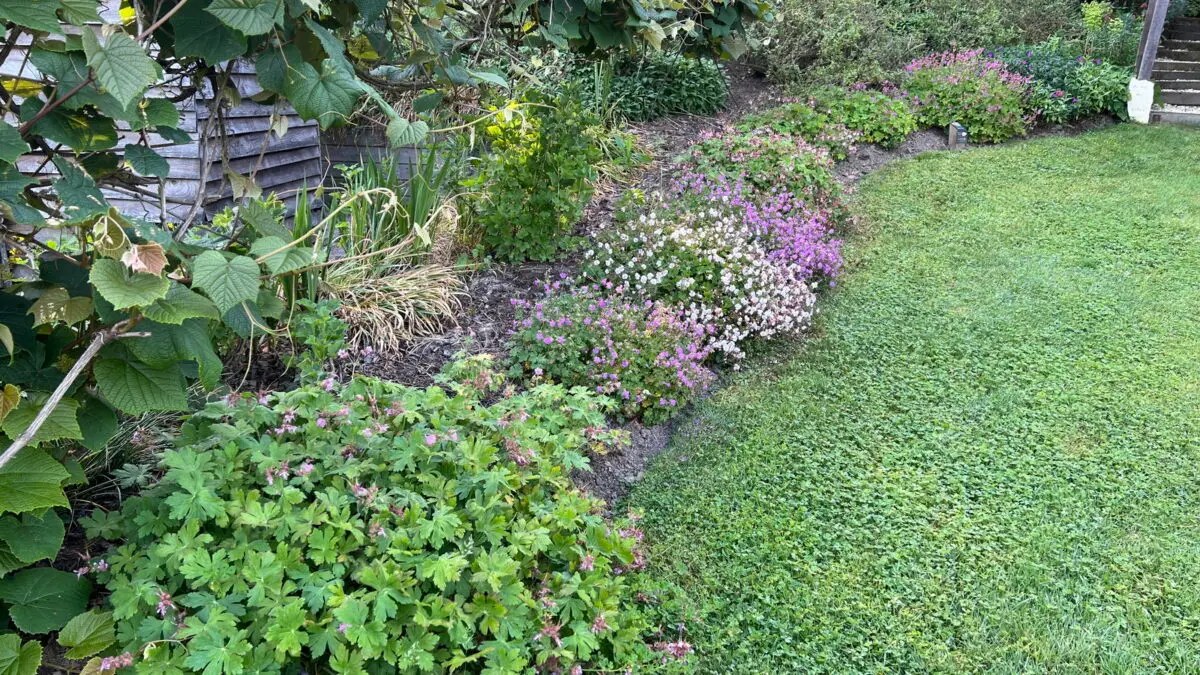 Geranium macrorrhizum