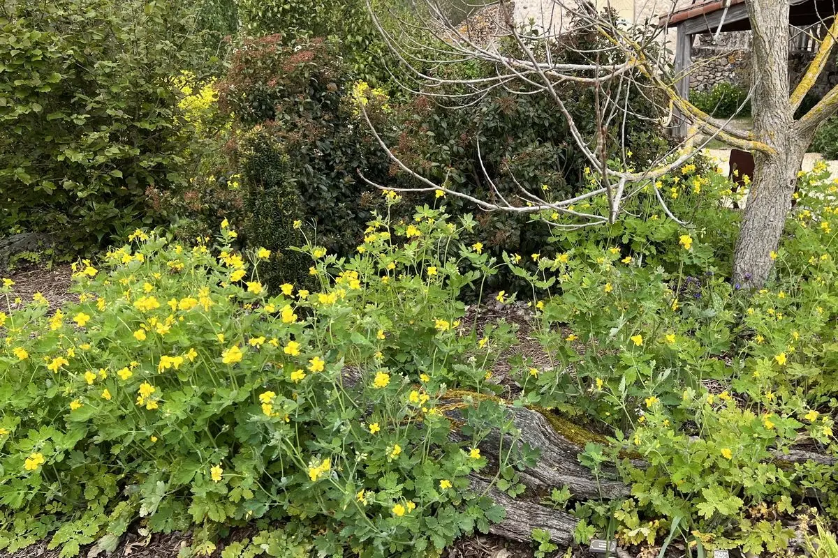 Chelidonium majus dans le Jardin du Temps