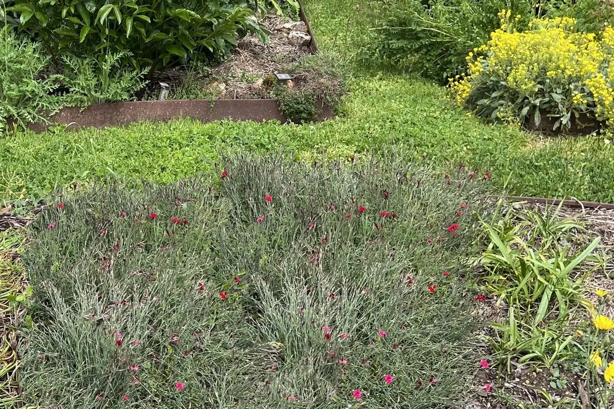 Dianthus deltoides 'Flashing Light'