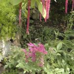Achillea millefolium 'Red Beauty'