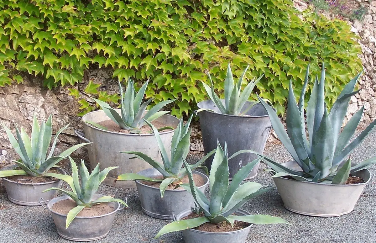Agave americana
