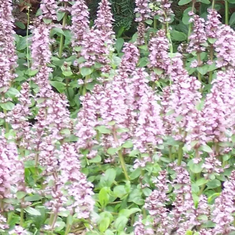 Bugle rampante &lsquo;Purple Torch&rsquo;