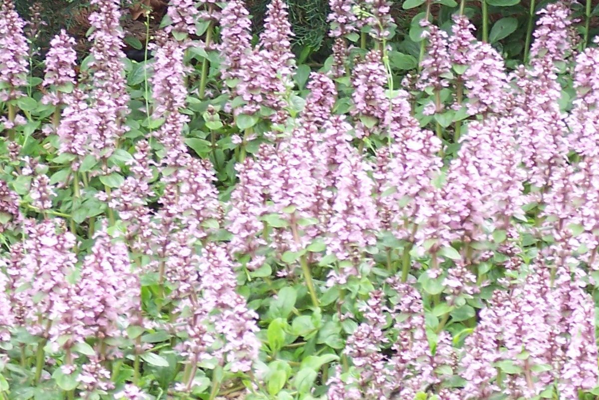 Bugle rampante 'Purple Torch' - Les Jardins du Gué
