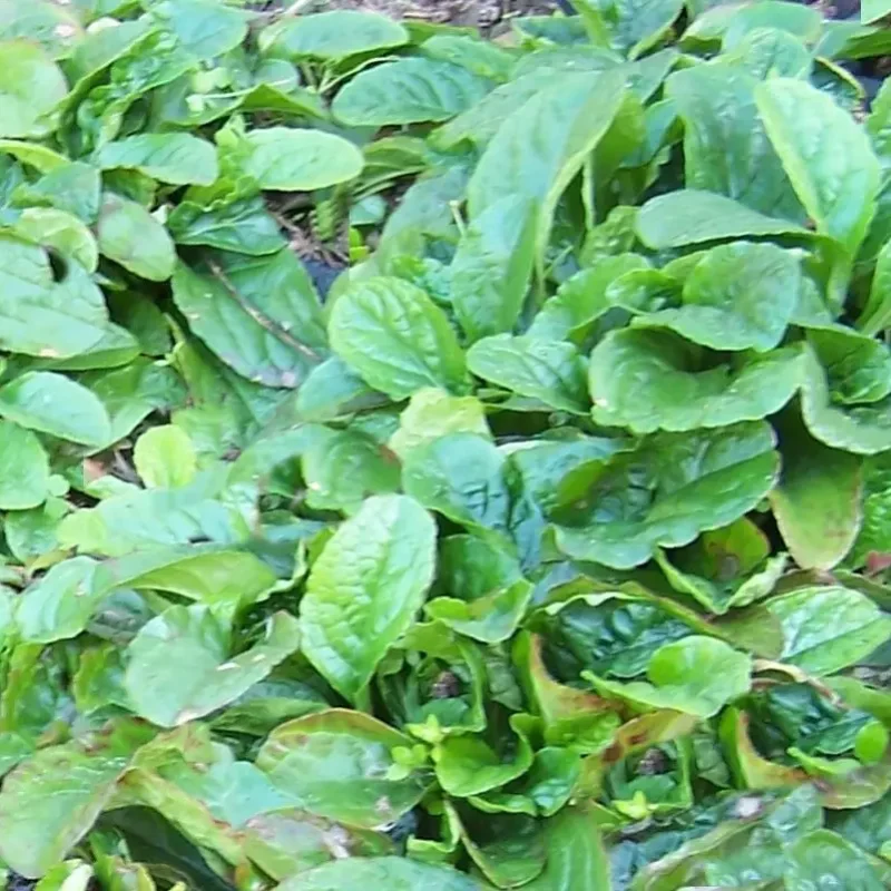 Bugle rampante &lsquo;Purple Torch&rsquo;