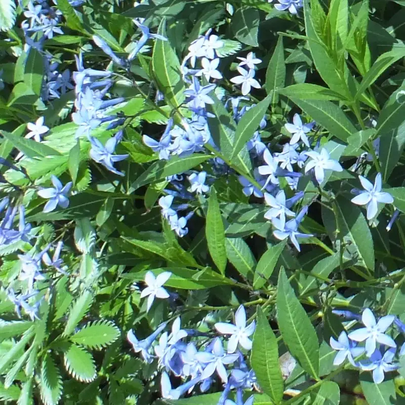 Amsonia orientalis – un bleu lumineux