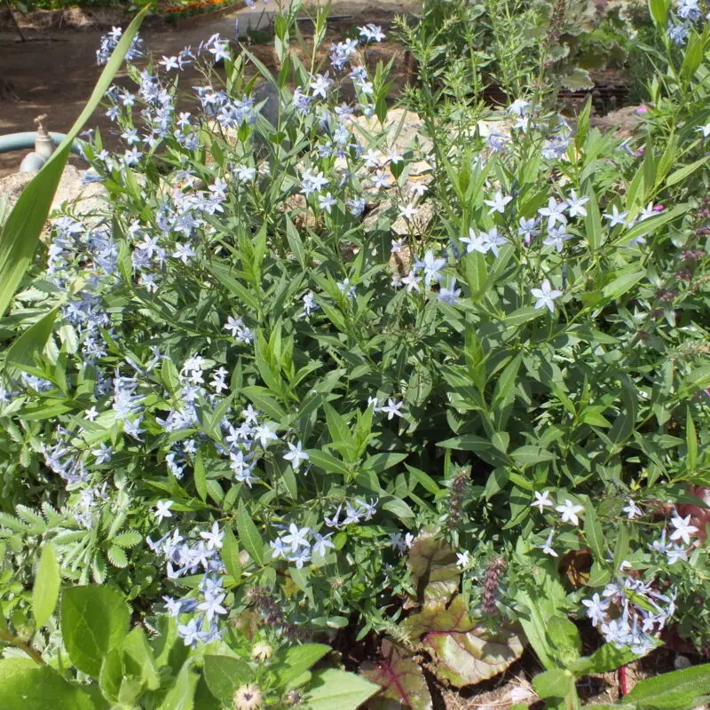 Amsonia orientalis – un bleu lumineux