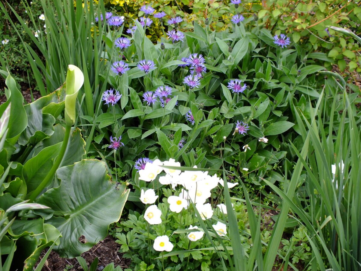 Anemone canadensis dans le Jardin des Arts