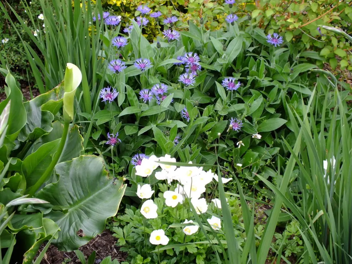 Anemone canadensis dans le Jardin des Arts