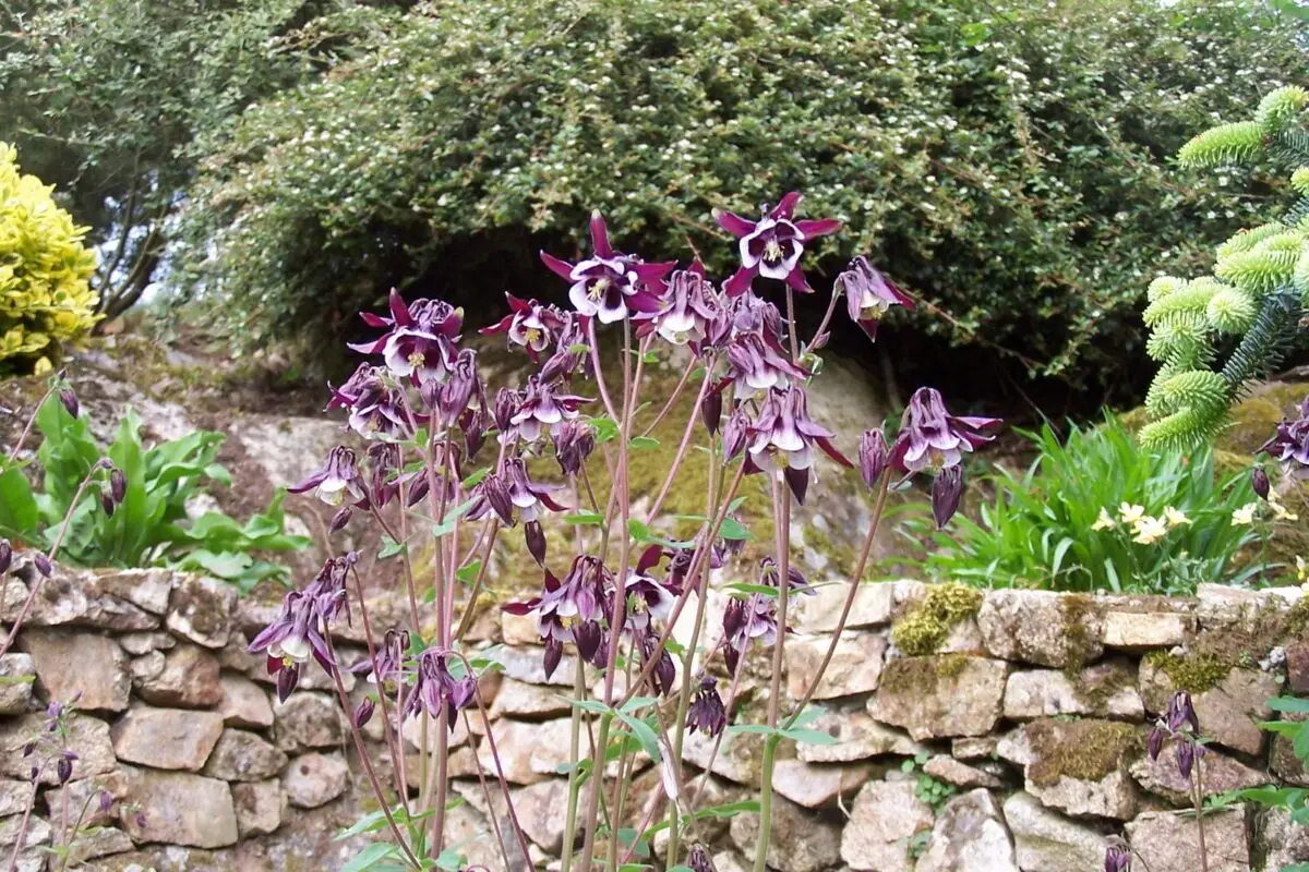 L'ancolie commune, Aquilegia vulgaris, dans le jardin des Braves