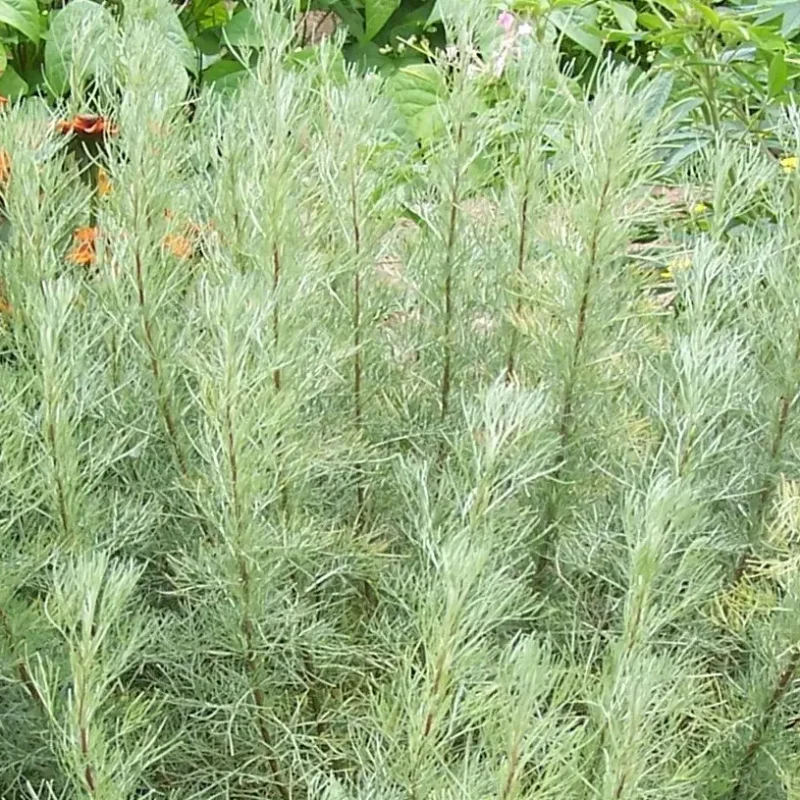 Aurone – Artemisia abrotanum