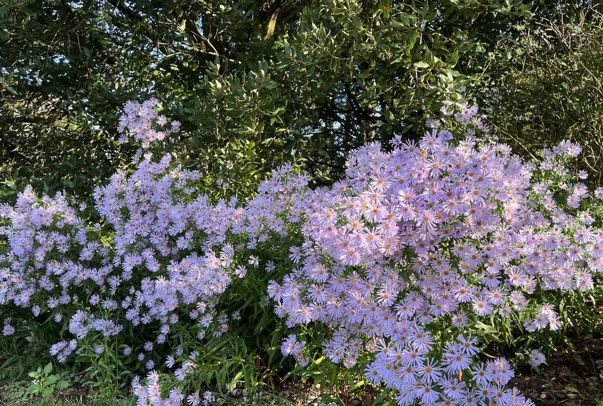 Aster 'Henri Picot'