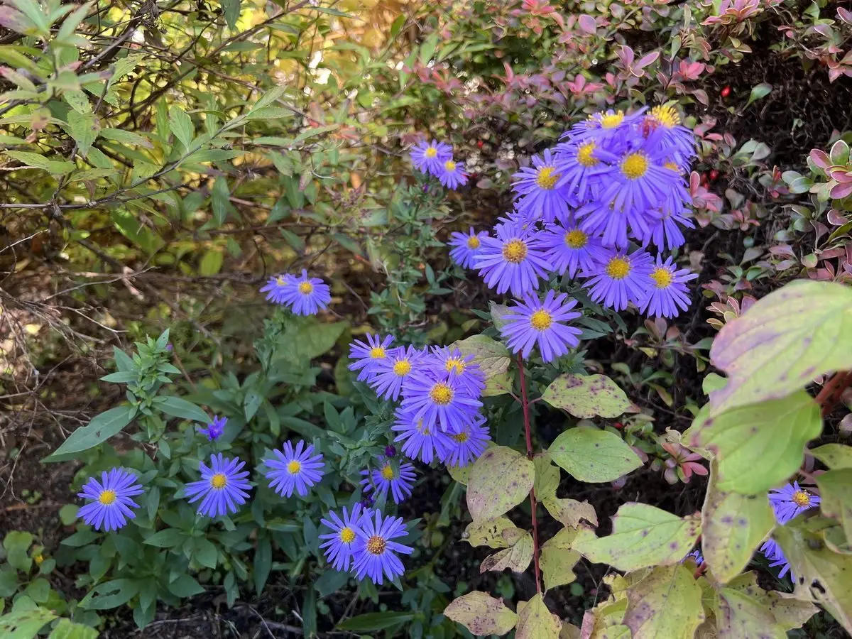 Aster 'Lady in Blue'
