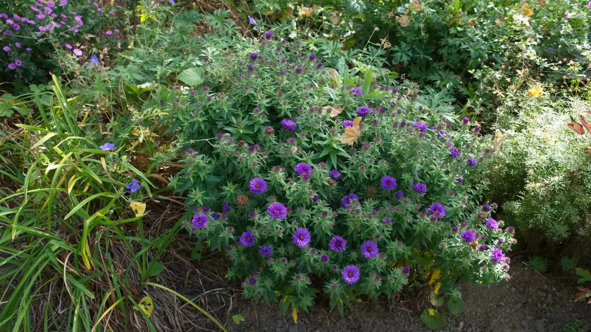 Aster 'Purple Dome'_2
