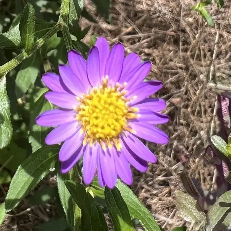 Aster ageratoides &lsquo;Ezo Murasaki&rsquo;