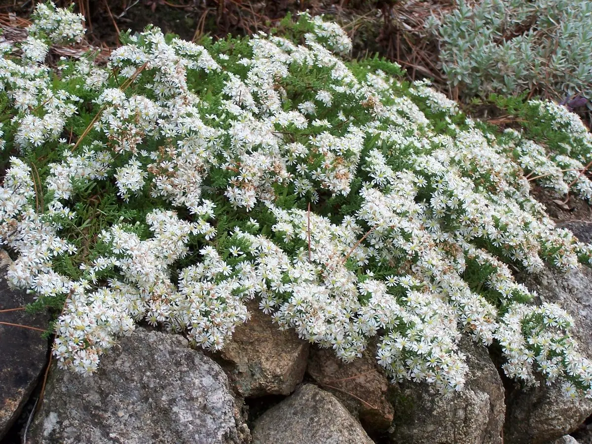 Aster ericoides f. prostatus 'Snow Flurry'