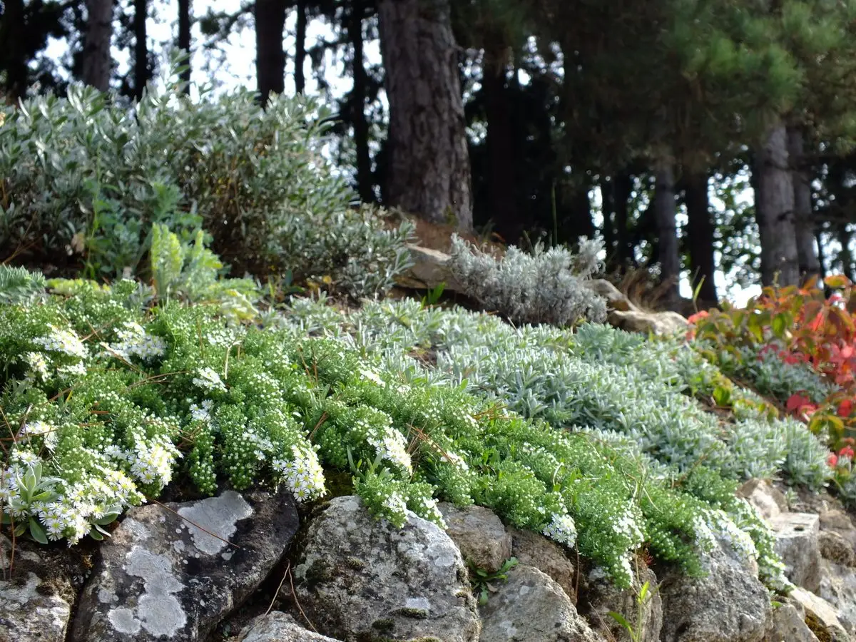 Aster ericoides f. prostatus 'Snow Flurry'