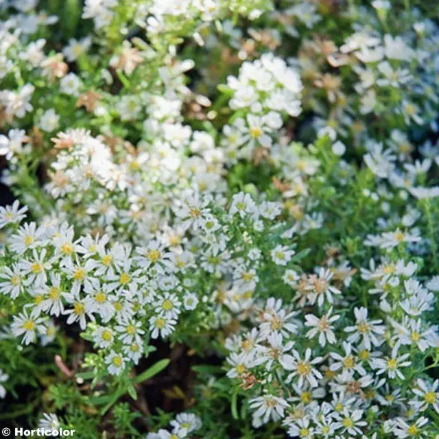 Aster ericoides f. prostatus 'Snow Flurry'