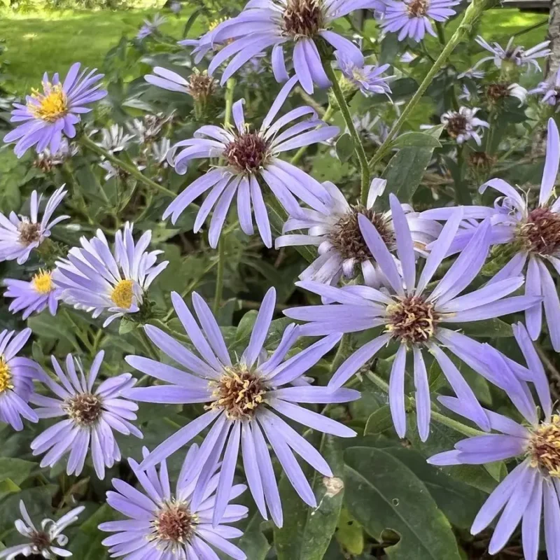 Aster macrophyllus &lsquo;Twilight&rsquo;