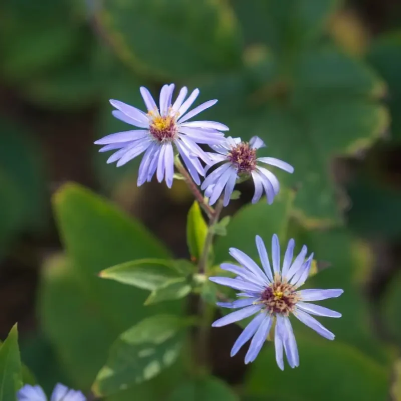 Aster macrophyllus &lsquo;Twilight&rsquo;