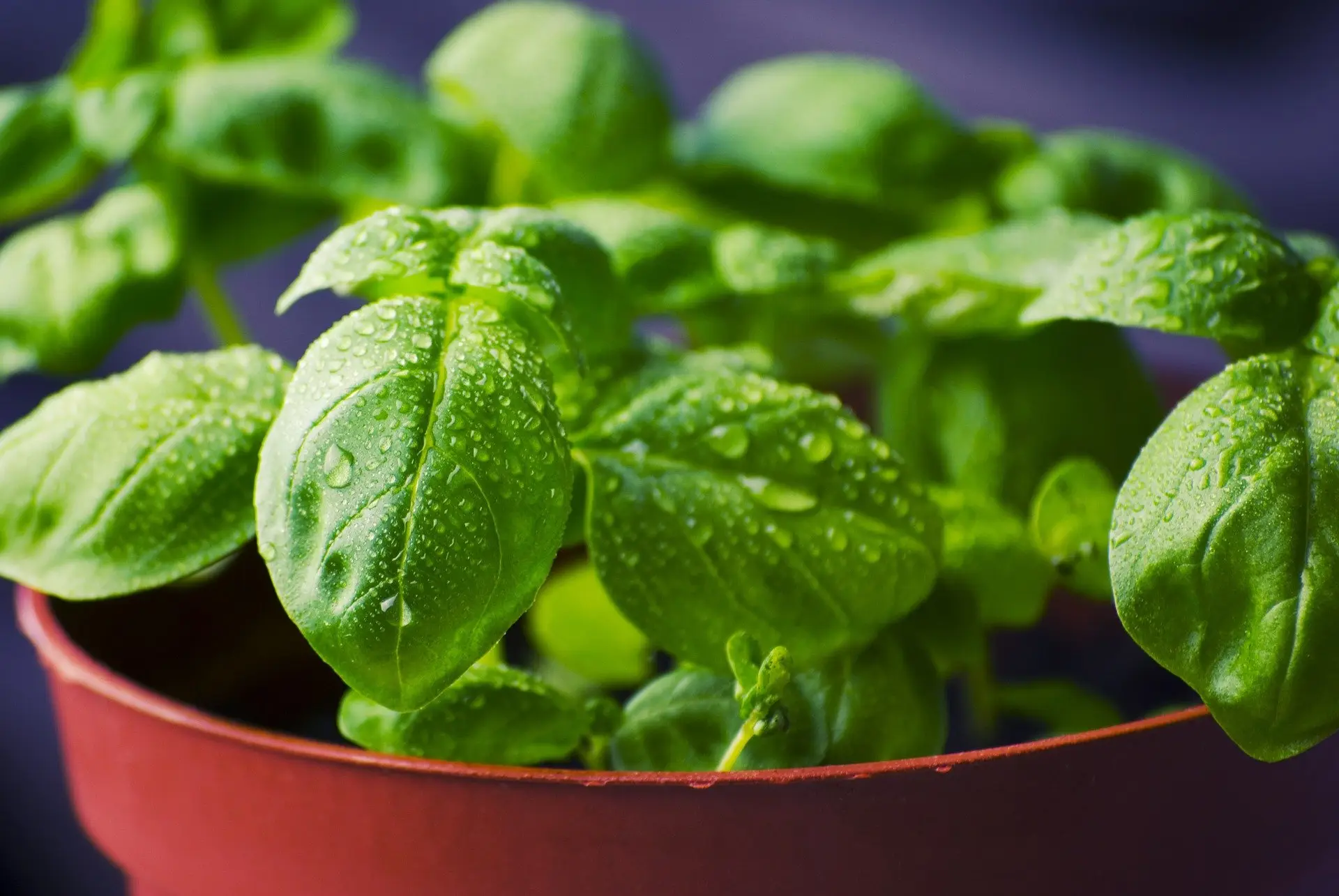 You are currently viewing Le basilic (Ocimum basilicum)