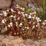 Begonia 'Organdy'