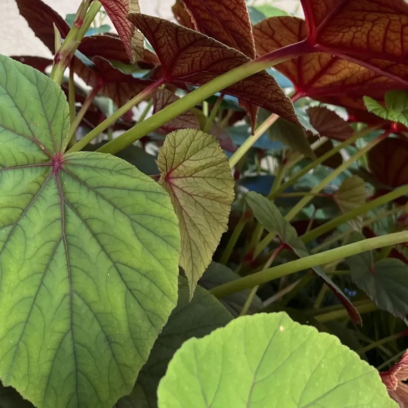 Begonia grandis subsp. evansiana