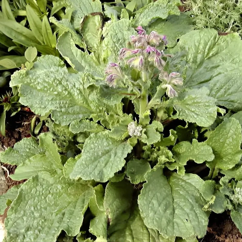 Châtaigne de terre – Bunium bulbocastanum