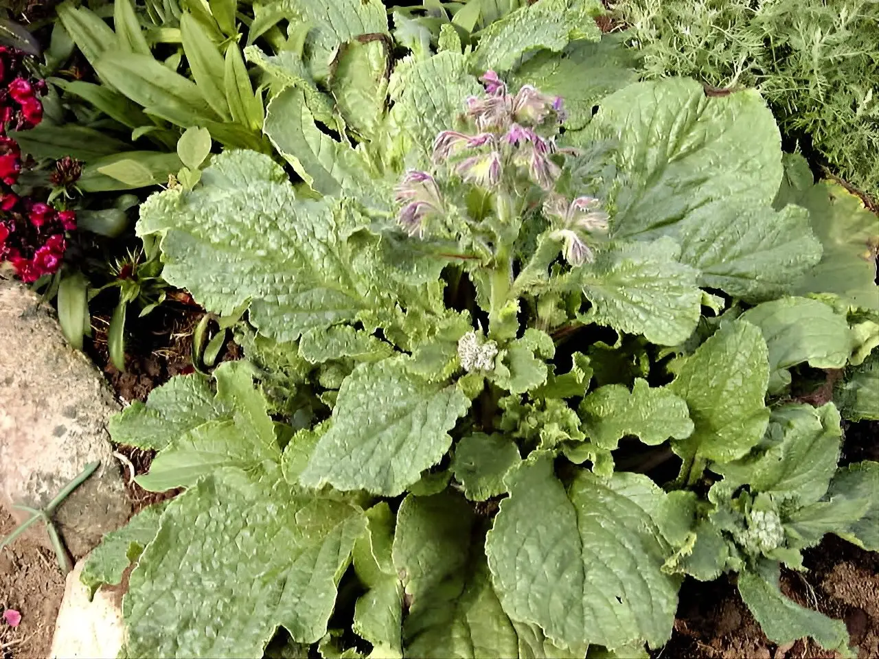 Borago officinalis, bourrache officinale