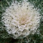 Brassica oleracea var. acephala 'Coral Prince'