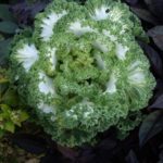 Brassica oleracea var. acephala 'Nagoya White'