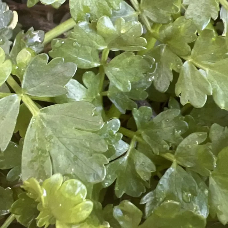 Châtaigne de terre – Bunium bulbocastanum