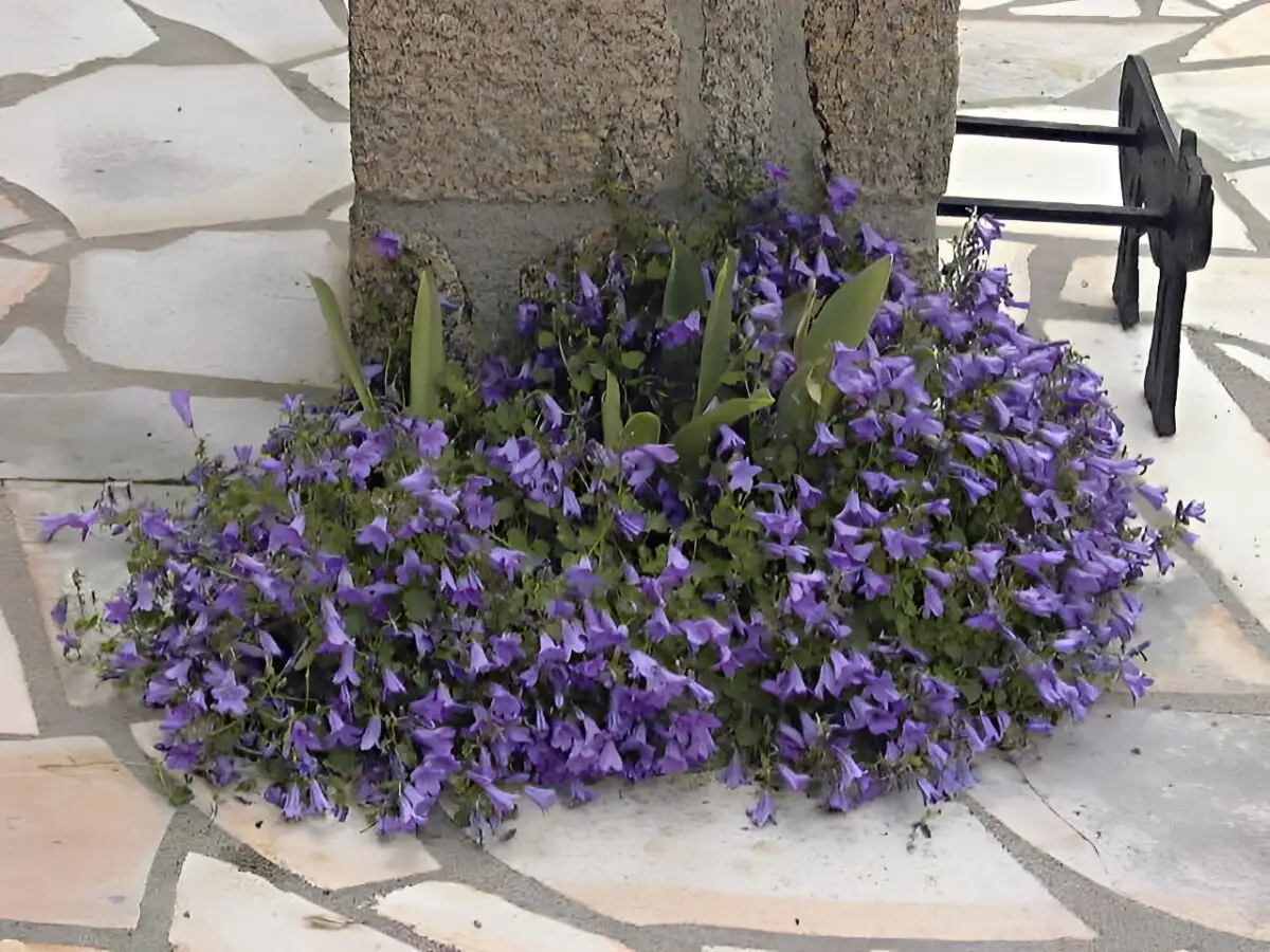Campanula portenschlagiana