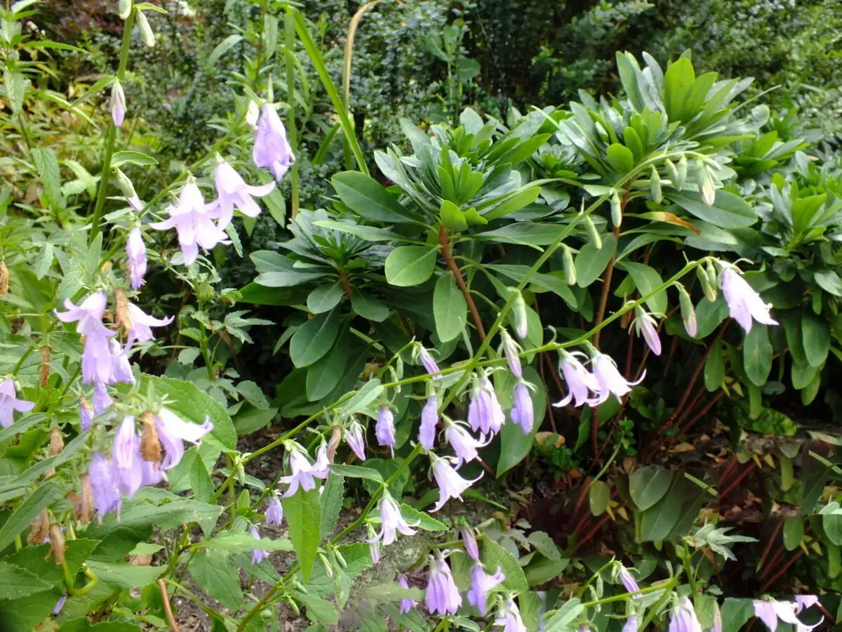 Campanula sarmatica dans le Jardin des Arts